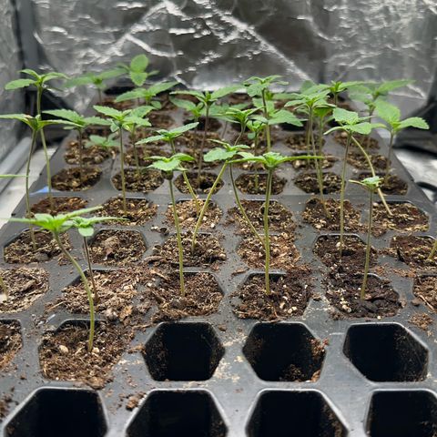 Misc x (LA Kush x Zkittles) #26 60.7g growlog timeline photo