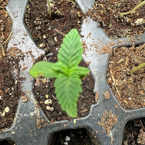 Misc x (LA Kush x Zkittles) #26 60.7g growlog timeline photo