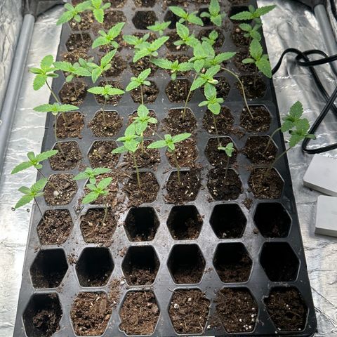 Misc x (LA Kush x Zkittles) #26 60.7g growlog timeline photo