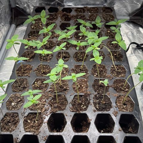 Misc x (LA Kush x Zkittles) #26 60.7g growlog timeline photo