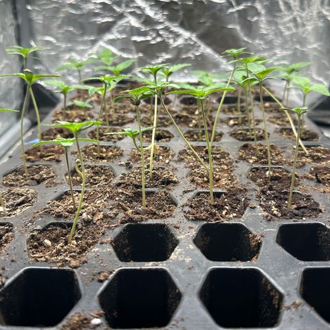 Misc x (LA Kush x Zkittles) #26 60.7g growlog timeline photo
