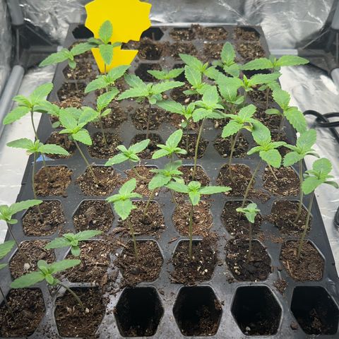 Misc x (LA Kush x Zkittles) #26 60.7g growlog timeline photo