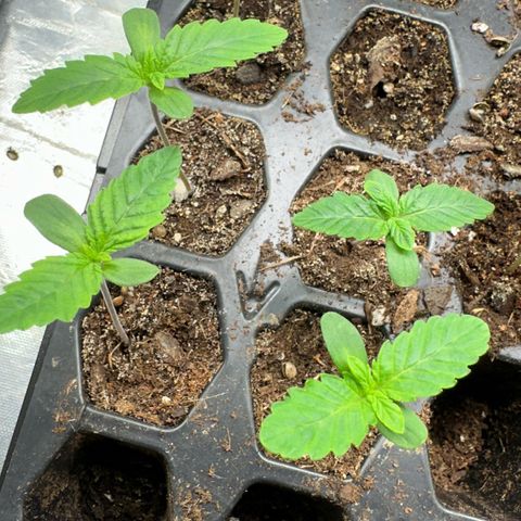Misc x (LA Kush x Zkittles) #26 60.7g growlog timeline photo