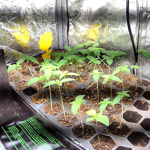 Misc x (LA Kush x Zkittles) #26 60.7g growlog timeline photo