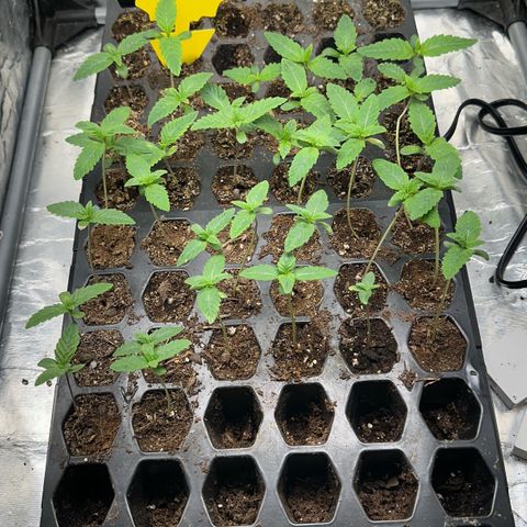 Misc x (LA Kush x Zkittles) #26 60.7g growlog timeline photo