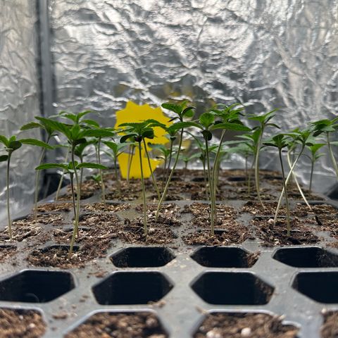 Misc x (LA Kush x Zkittles) #26 60.7g growlog timeline photo