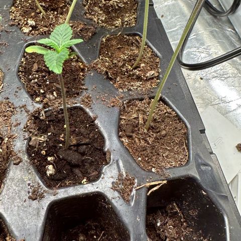 Misc x (LA Kush x Zkittles) #26 60.7g growlog timeline photo
