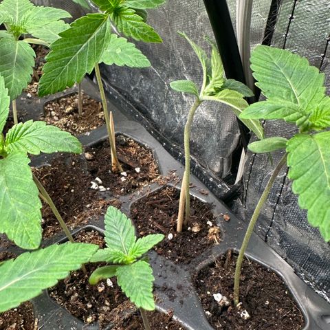 Misc x (LA Kush x Zkittles) #26 60.7g growlog timeline photo