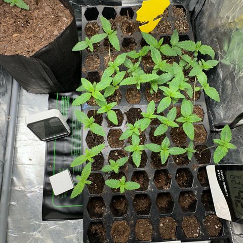 Misc x (LA Kush x Zkittles) #26 60.7g growlog timeline photo