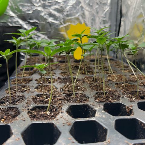 Misc x (LA Kush x Zkittles) #26 60.7g growlog timeline photo