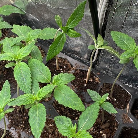 Misc x (LA Kush x Zkittles) #26 60.7g growlog timeline photo
