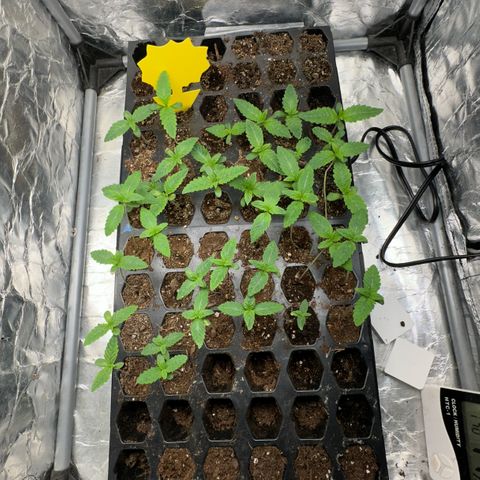 Misc x (LA Kush x Zkittles) #26 60.7g growlog timeline photo