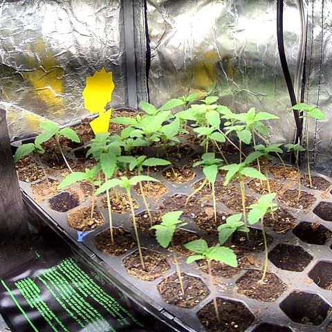 Misc x (LA Kush x Zkittles) #26 60.7g growlog timeline photo