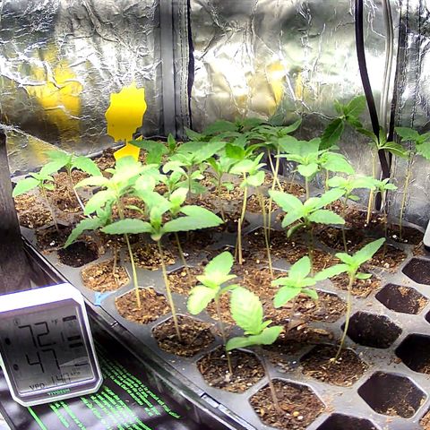 Misc x (LA Kush x Zkittles) #26 60.7g growlog timeline photo