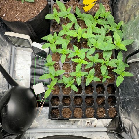 Misc x (LA Kush x Zkittles) #26 60.7g growlog timeline photo