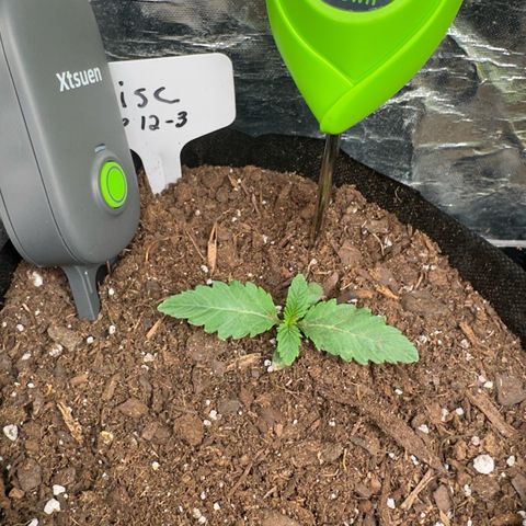Misc x (LA Kush x Zkittles) #26 60.7g growlog timeline photo