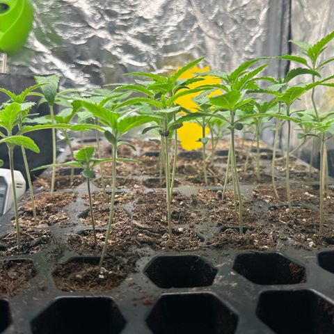 Misc x (LA Kush x Zkittles) #26 60.7g growlog timeline photo