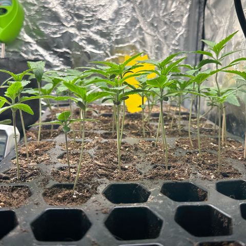 Misc x (LA Kush x Zkittles) #26 60.7g growlog timeline photo