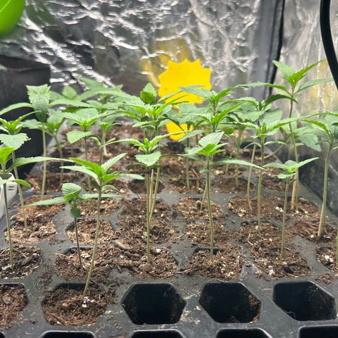Misc x (LA Kush x Zkittles) #26 60.7g growlog timeline photo