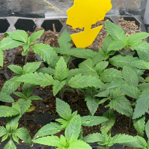 Misc x (LA Kush x Zkittles) #26 60.7g growlog timeline photo