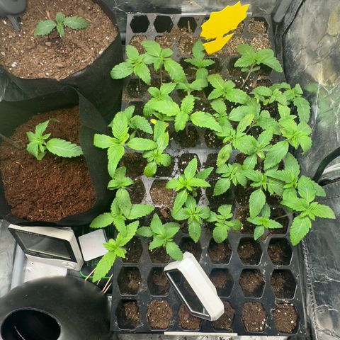 Misc x (LA Kush x Zkittles) #26 60.7g growlog timeline photo