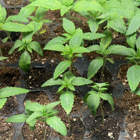 Misc x (LA Kush x Zkittles) #26 60.7g growlog timeline photo