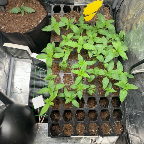 Misc x (LA Kush x Zkittles) #26 60.7g growlog timeline photo