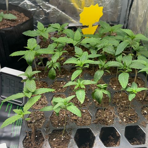 Misc x (LA Kush x Zkittles) #26 60.7g growlog timeline photo