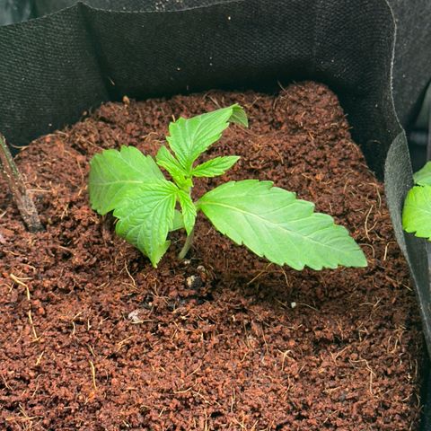 Misc x (LA Kush x Zkittles) #26 60.7g growlog timeline photo