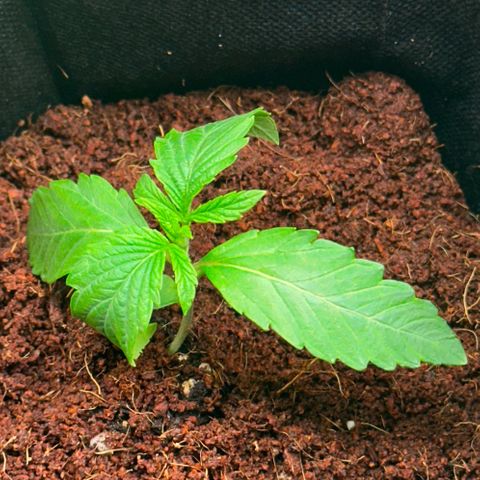 Misc x (LA Kush x Zkittles) #26 60.7g growlog timeline photo