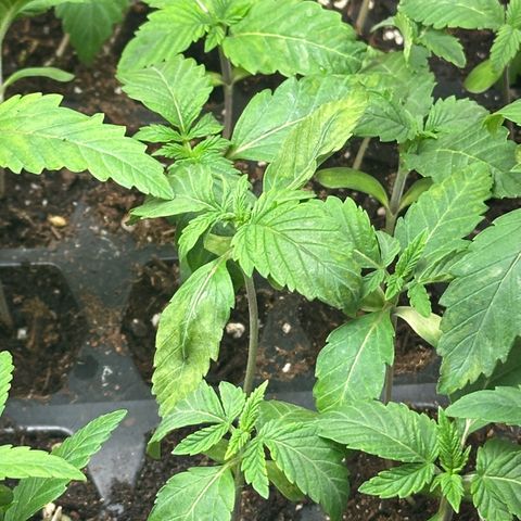 Misc x (LA Kush x Zkittles) #26 60.7g growlog timeline photo