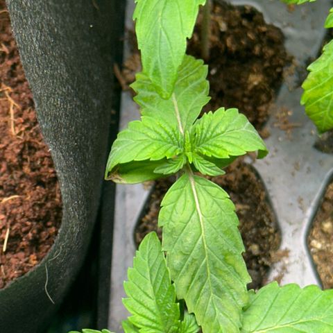 Misc x (LA Kush x Zkittles) #26 60.7g growlog timeline photo