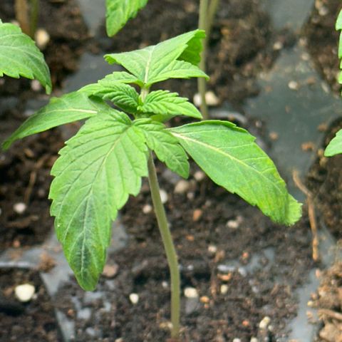 Misc x (LA Kush x Zkittles) #26 60.7g growlog timeline photo
