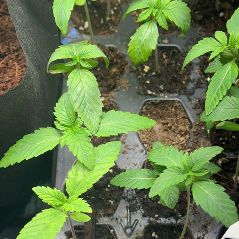 Misc x (LA Kush x Zkittles) #26 60.7g growlog timeline photo