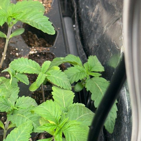 Misc x (LA Kush x Zkittles) #26 60.7g growlog timeline photo