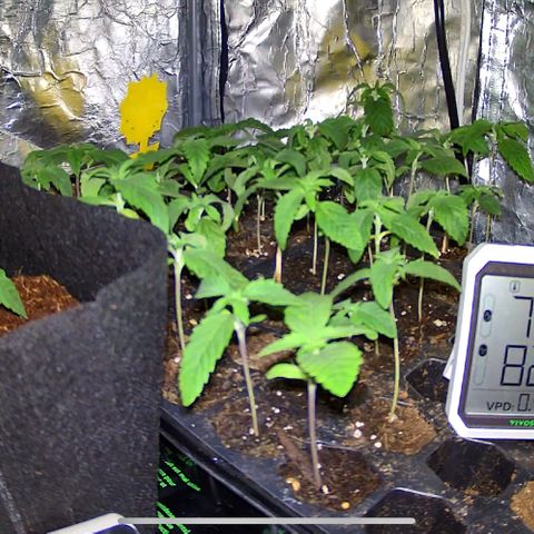 Misc x (LA Kush x Zkittles) #26 60.7g growlog timeline photo