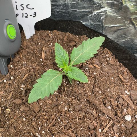 Misc x (LA Kush x Zkittles) #26 60.7g growlog timeline photo