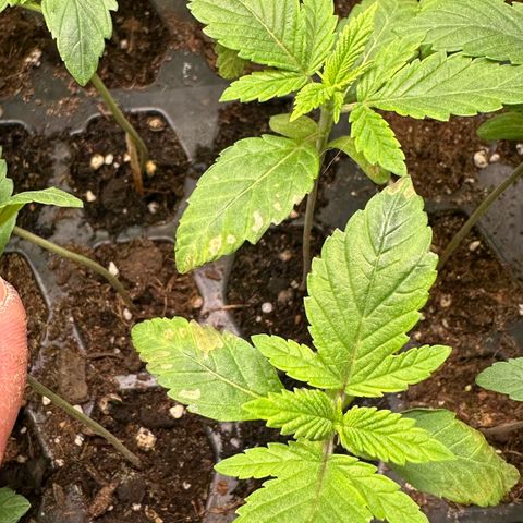 Misc x (LA Kush x Zkittles) #26 60.7g growlog timeline photo