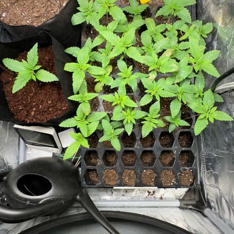 Misc x (LA Kush x Zkittles) #26 60.7g growlog timeline photo