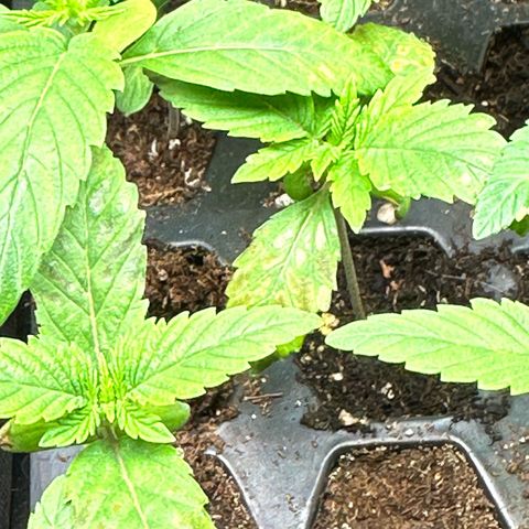Misc x (LA Kush x Zkittles) #26 60.7g growlog timeline photo