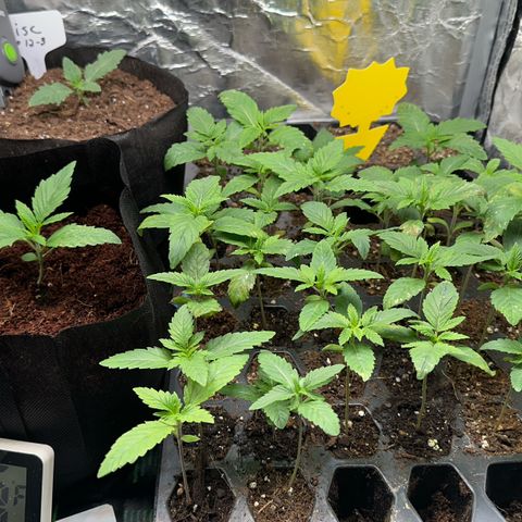 Misc x (LA Kush x Zkittles) #26 60.7g growlog timeline photo