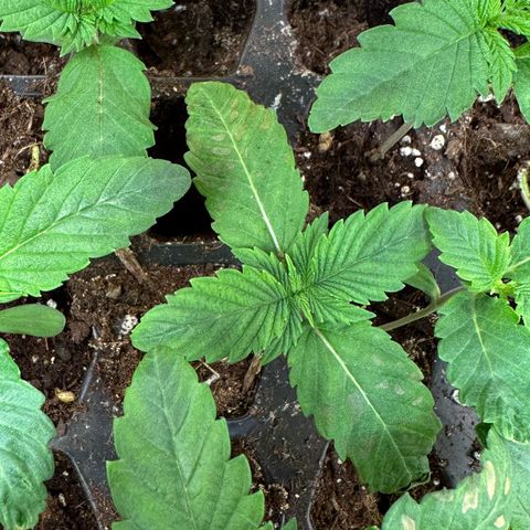 Misc x (LA Kush x Zkittles) #26 60.7g growlog timeline photo