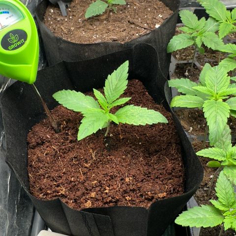 Misc x (LA Kush x Zkittles) #26 60.7g growlog timeline photo