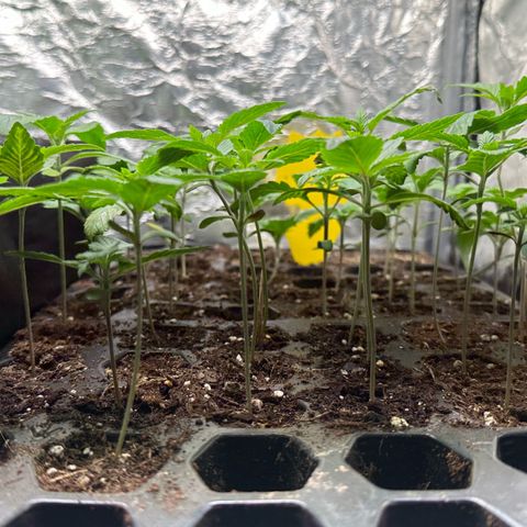 Misc x (LA Kush x Zkittles) #26 60.7g growlog timeline photo