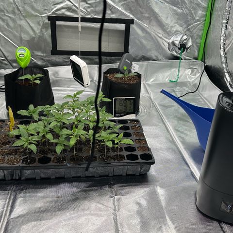 Misc x (LA Kush x Zkittles) #26 60.7g growlog timeline photo