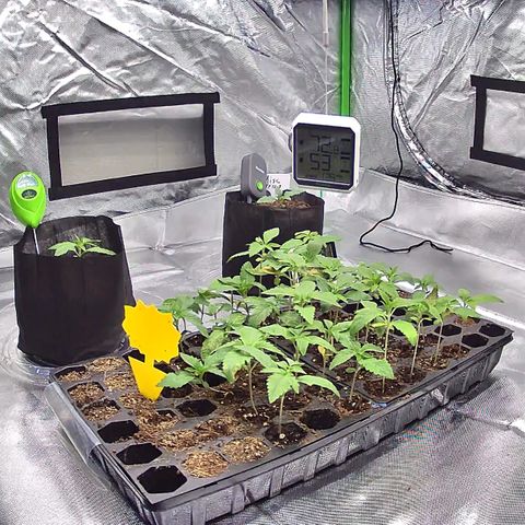 Misc x (LA Kush x Zkittles) #26 60.7g growlog timeline photo
