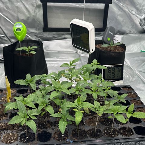 Misc x (LA Kush x Zkittles) #26 60.7g growlog timeline photo