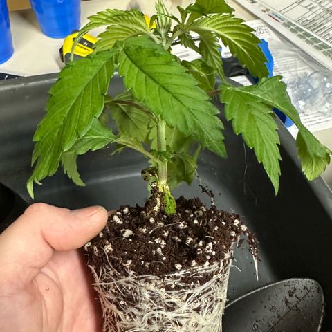 Misc x (LA Kush x Zkittles) #26 60.7g growlog timeline photo