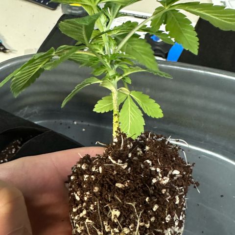 Misc x (LA Kush x Zkittles) #26 60.7g growlog timeline photo