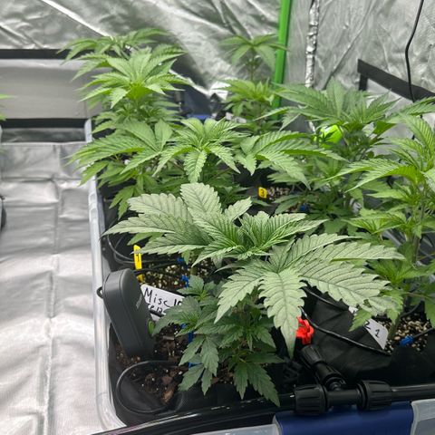 CxLAZ #16 50.72g growlog timeline photo